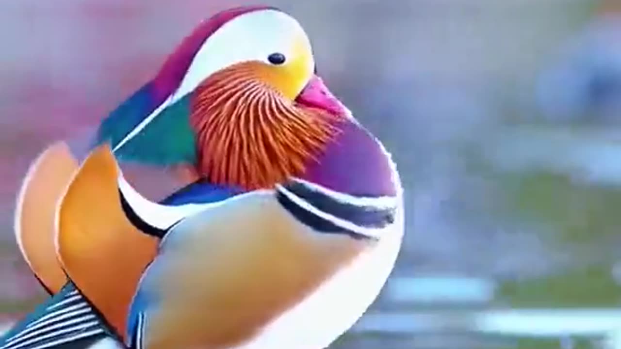 Behold the beautiful Mandarin duck.