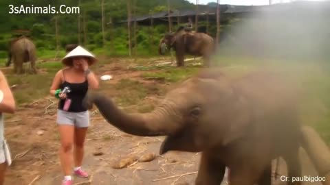 Funny Animals Scarring And Chasing People 2023 Compilation