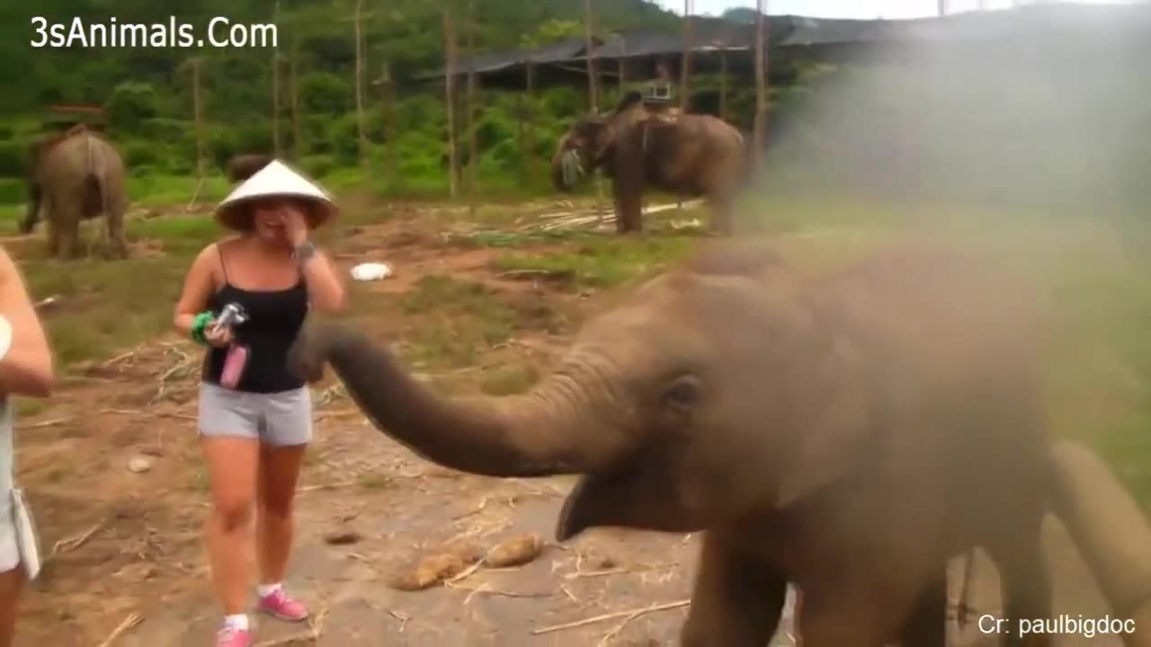 Funny Animals Scarring And Chasing People 2023 Compilation