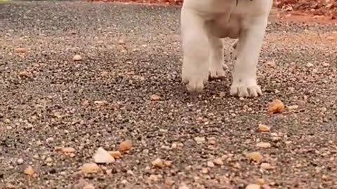 Funny moments dog funny videos