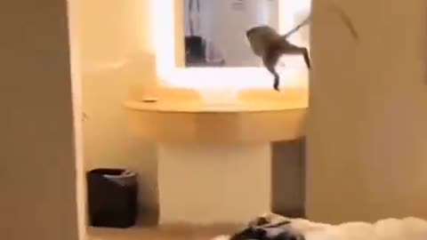 Crazy monkey