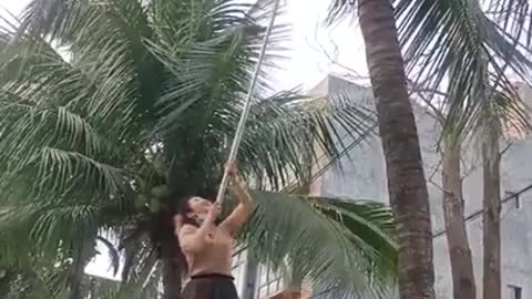 Coconut vs picker