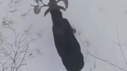 WTF: Moose loses its antlers by shaking them😳😳😳