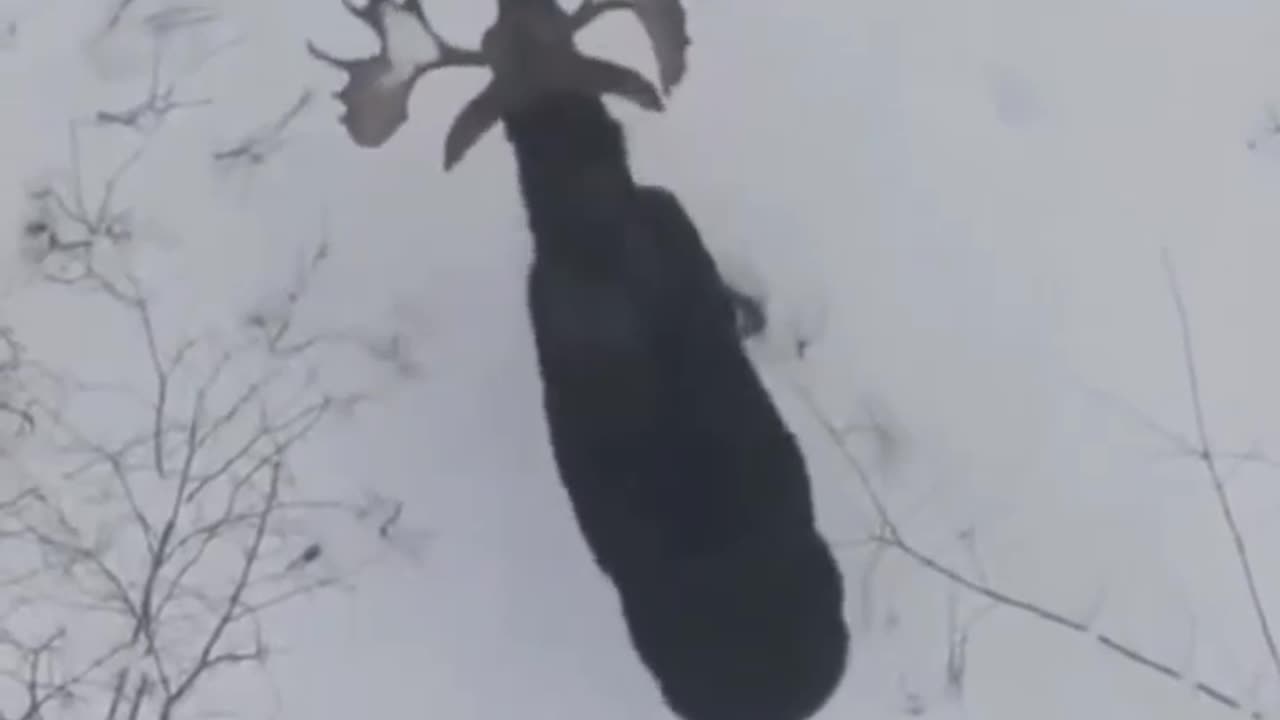 WTF: Moose loses its antlers by shaking them😳😳😳