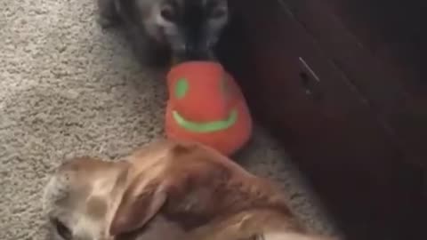 Funny dog and cats