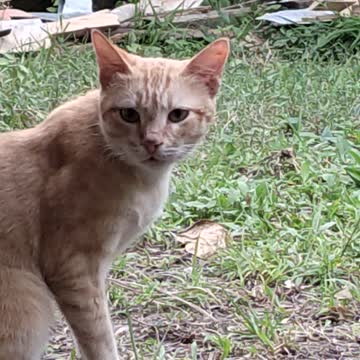 "Mimong" joins his best friend "Hunter"