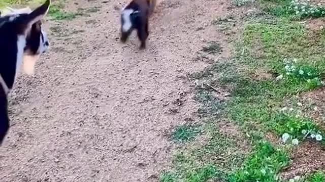 Goats jump