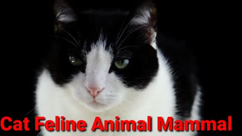 Cat Feline Animal Mammal