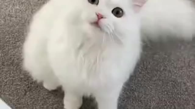 Funny Cats Videos | Did You See This Most Cute Kitten Cat 🐈 🐈