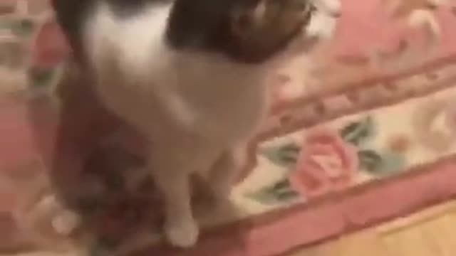 FUNNY TALKING CATS Have a Lot to Say - Animal #shorts