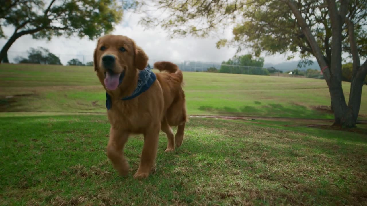 Funny Dog , viral dog , funny dog run , dog runnning