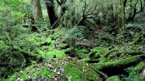 TOP 15 Most Unusual Forests