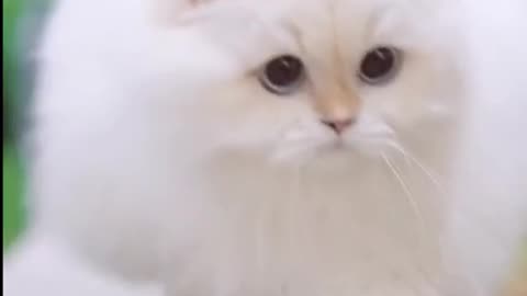 Cute and funny cat video.