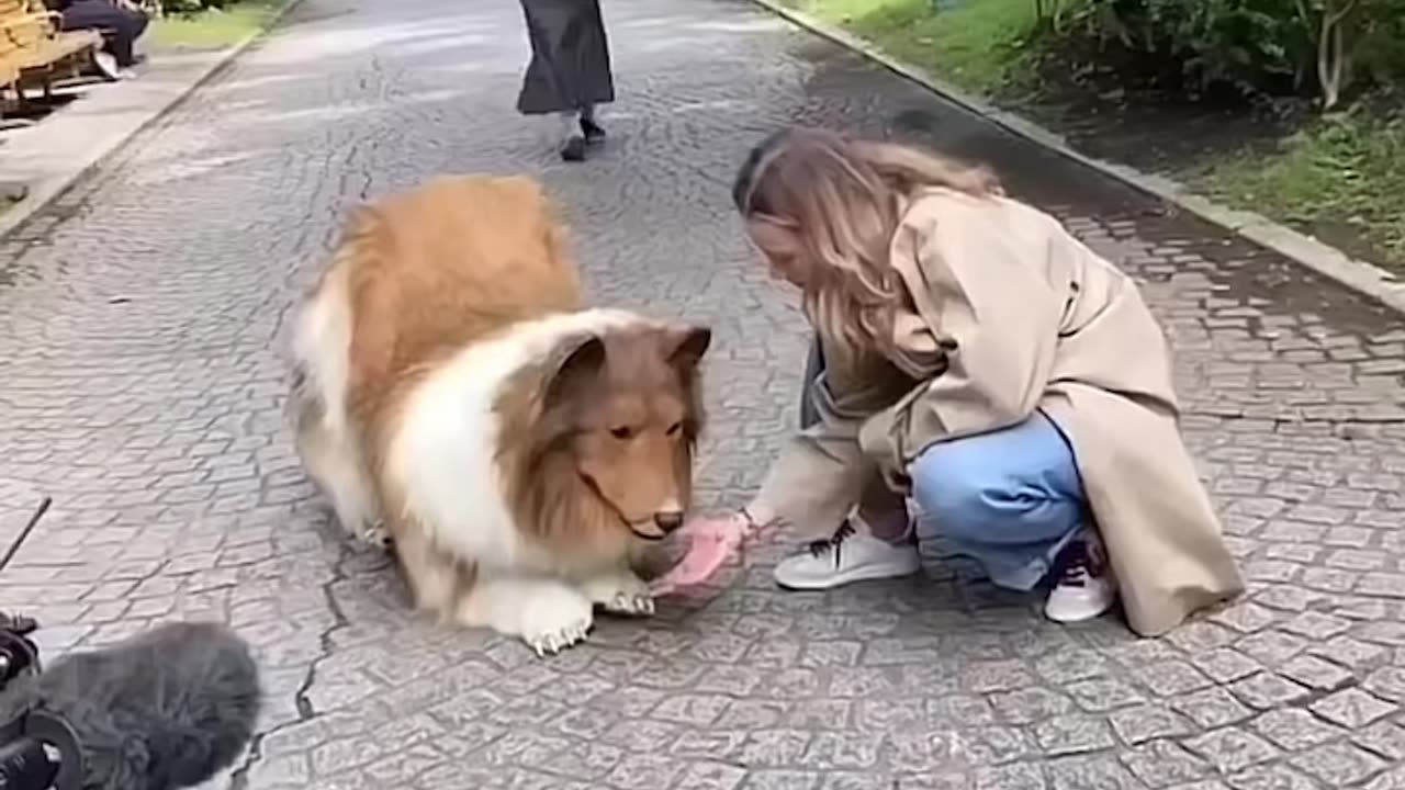 Man dresses like dog to get pats