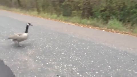 Hahaha, they are afraid of cats
