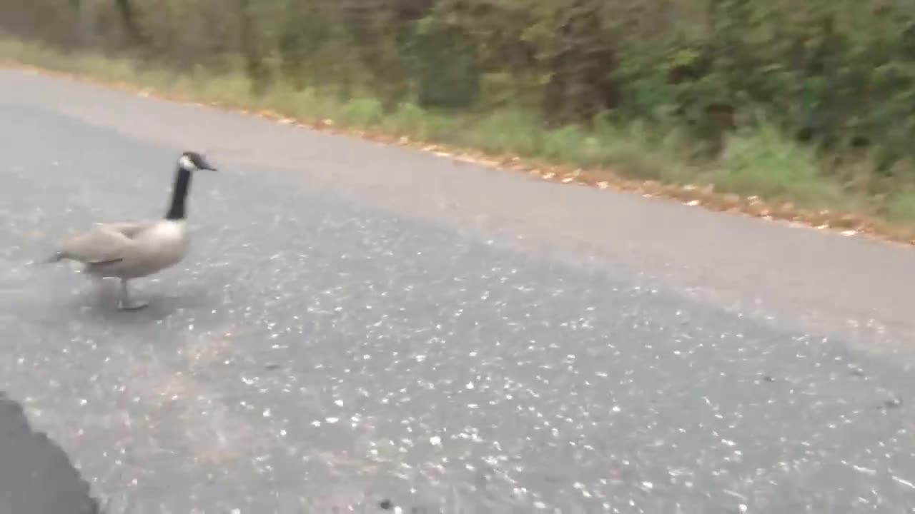 Hahaha, they are afraid of cats