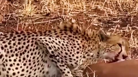 The law of the jungle preys on the cheetah