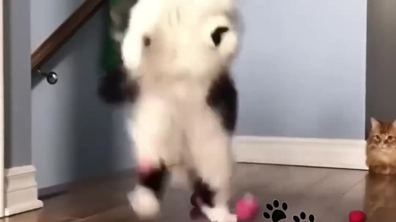 Best Funny and Cute Cats 😂😂😂