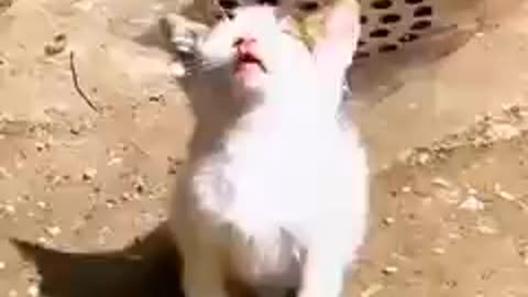 Funny cat videos