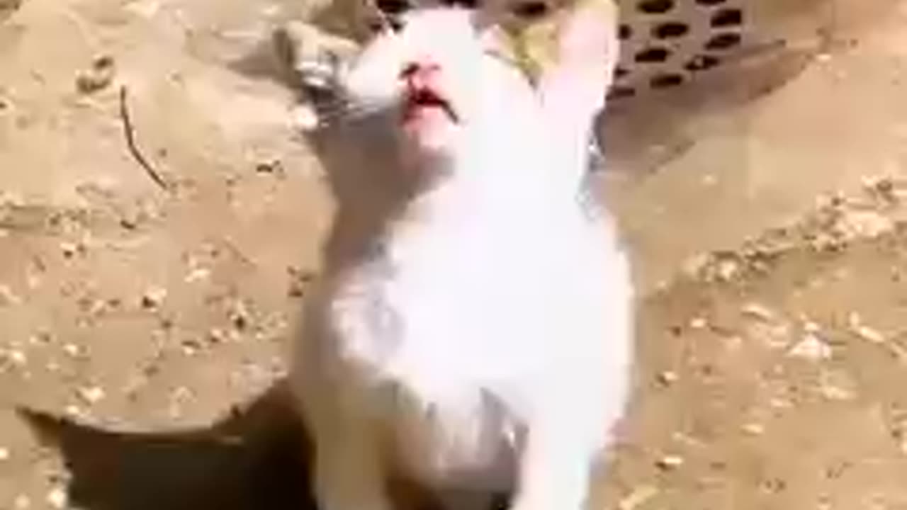 Funny cat videos