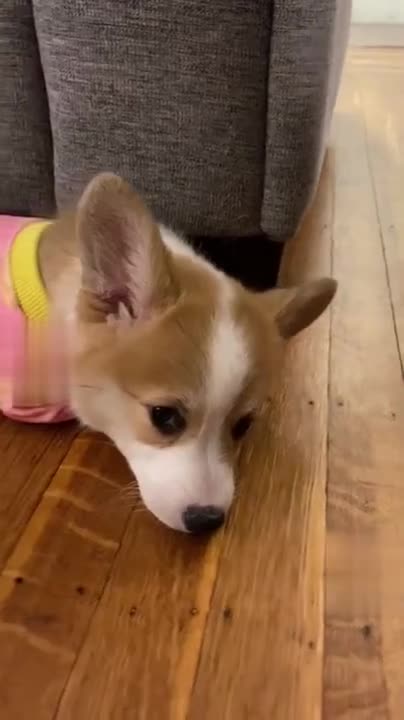 Corgi Puppy Melts Your Heart