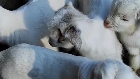 Goat's Babies so beautiful