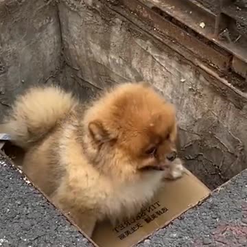 🐶 Smart Dog Save Baby Dog 🐕 #shorts