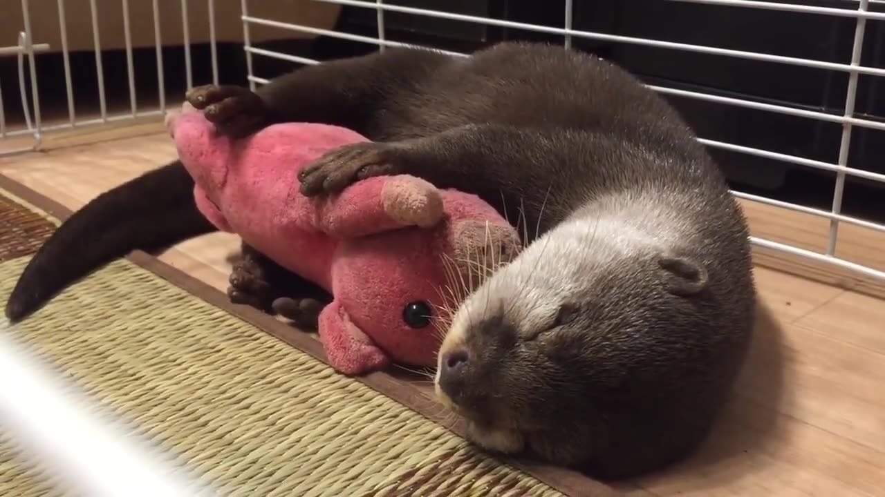 Otter Can't Fall Asleep Without Cuddling Stuffed Animal