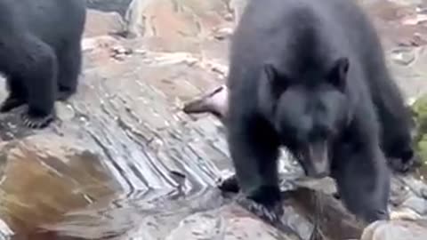 Mama bear catches fish for her and cub in alaska__