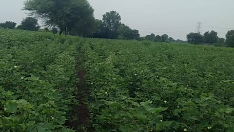 Cotton farming