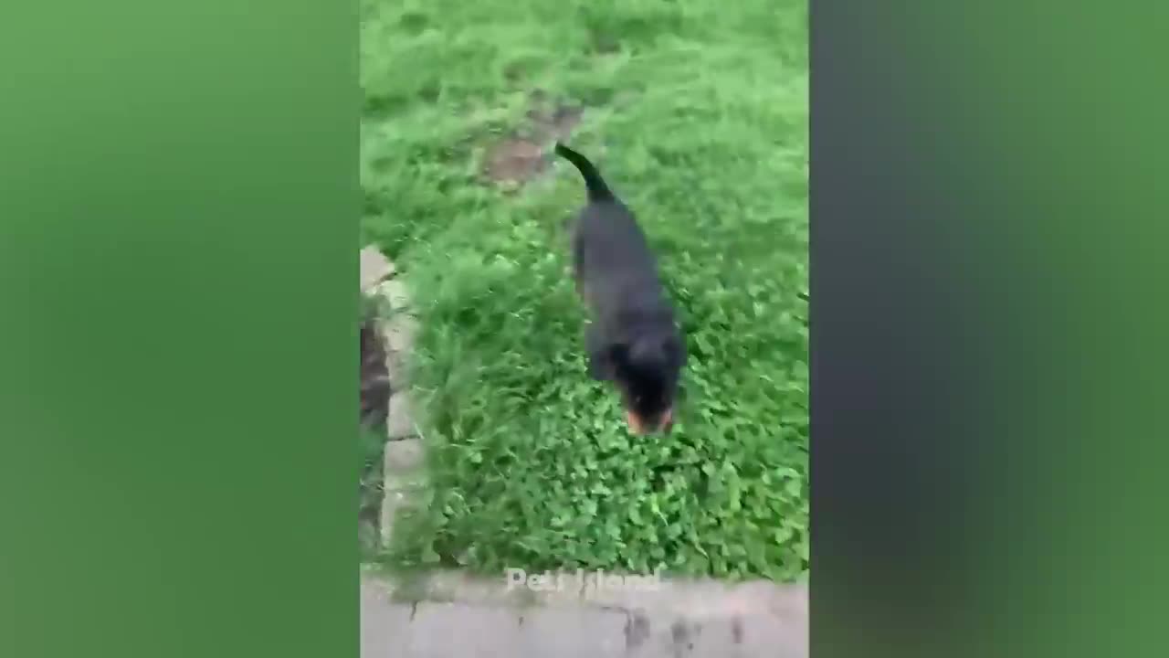 Dog reaction scared and funny dog