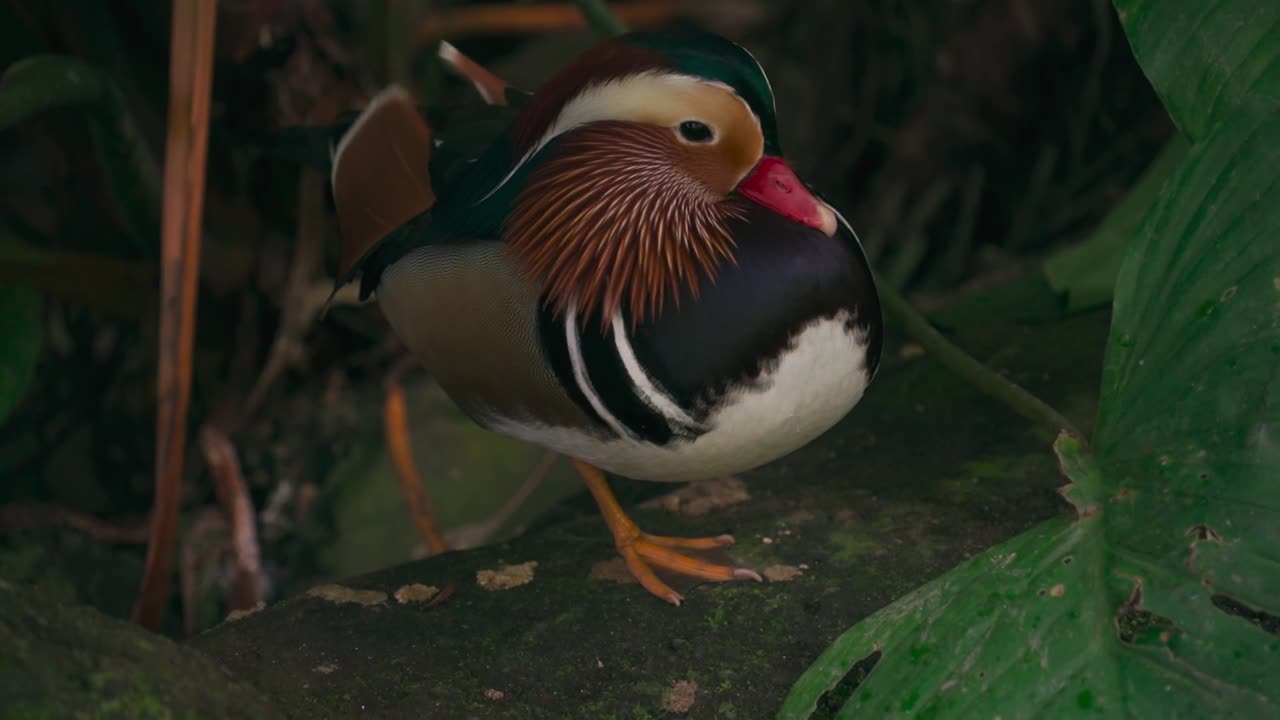 Very beautiful bird