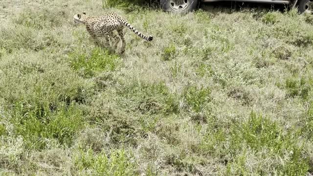 Curious Cheetah Climbs on Safari Car