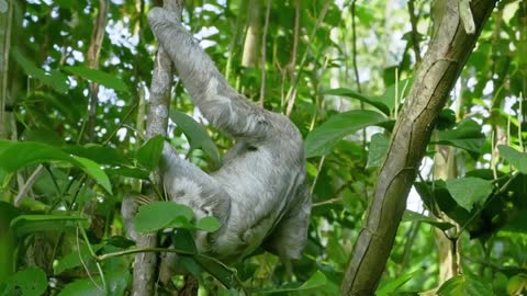Why Sloth Fur is Perfect for an Upside-Down Life 🦥 Gorgona Snake Prison Island - Smithsonian Channel