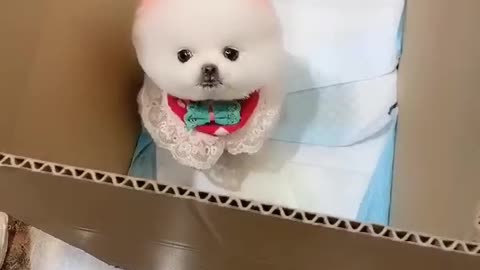 Cute animals🐶😁|Dog Sound| Cute Dog Videos #shorts #cat #cats #dog #puppy #catlover #catfunnyshorts