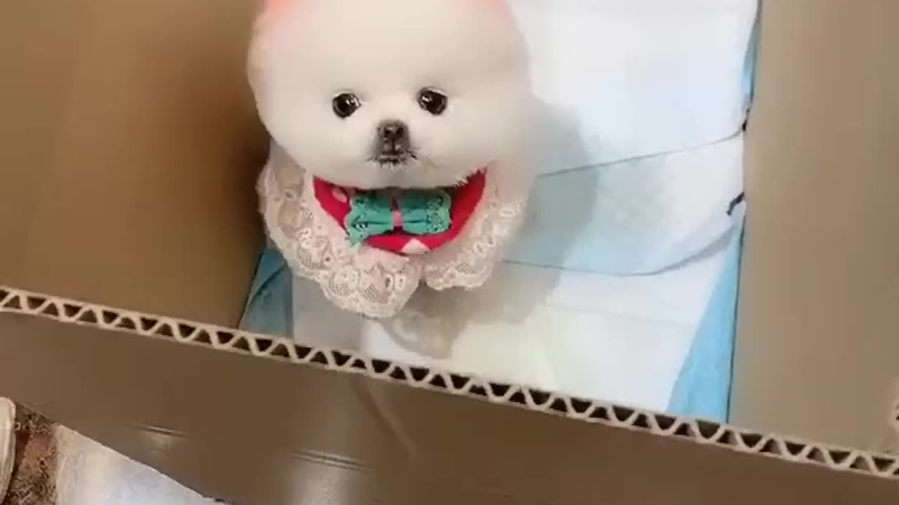 Cute animals🐶😁|Dog Sound| Cute Dog Videos #shorts #cat #cats #dog #puppy #catlover #catfunnyshorts