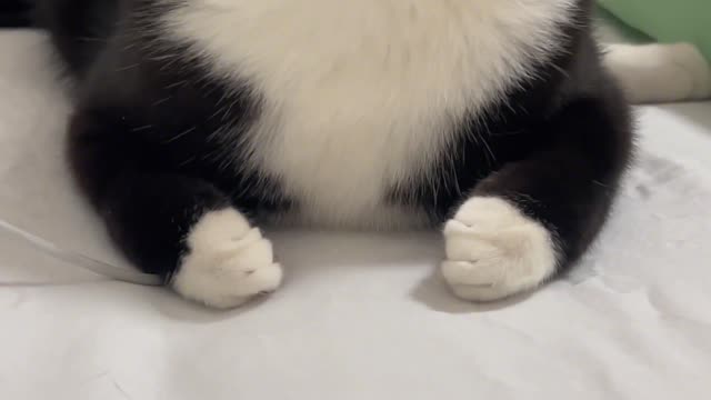 Look at the little PAWS of this cow cat