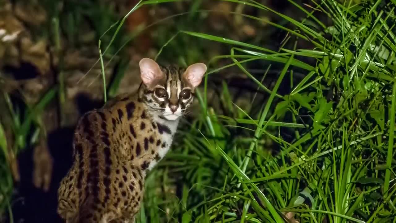 Indonesian rare cat