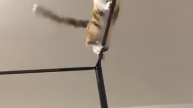 Funny cats