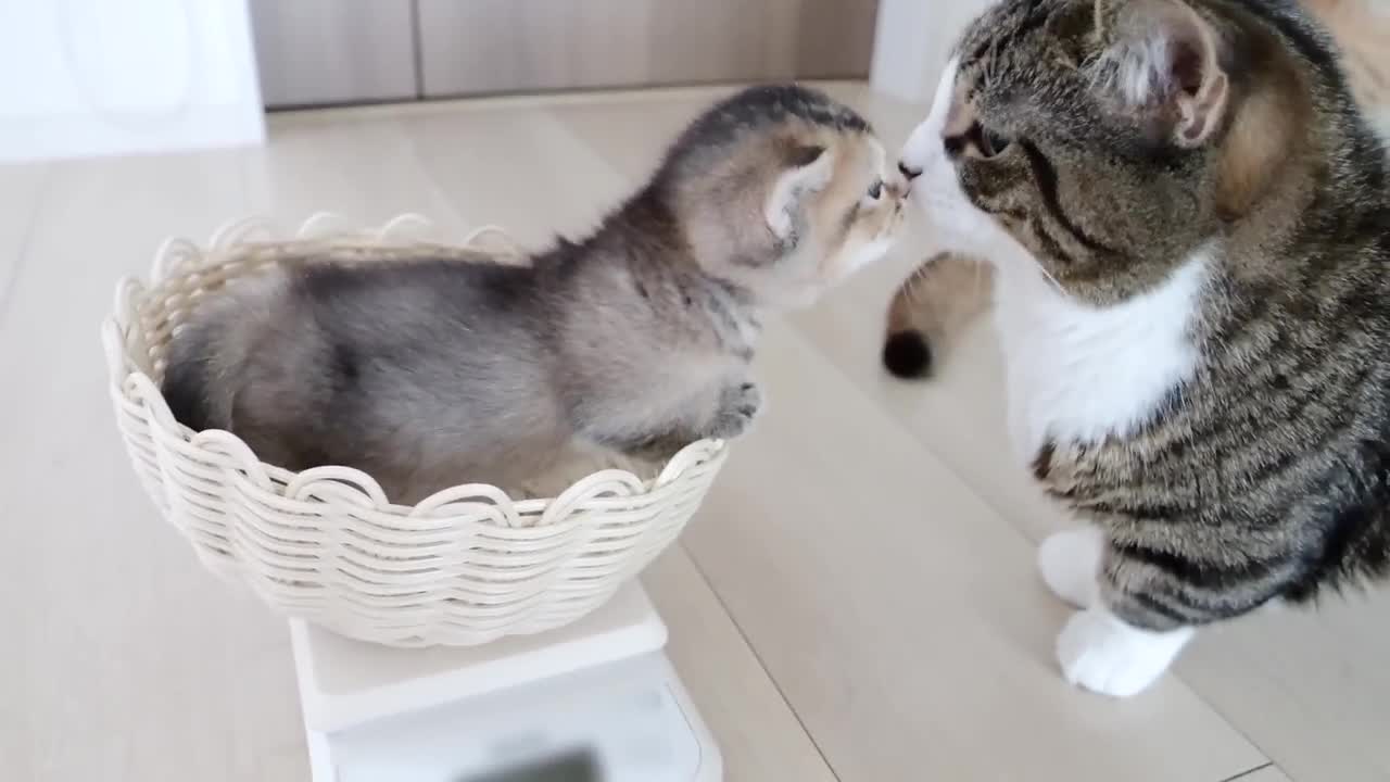 The smiley sight of daddy cat and daughter has changed completely