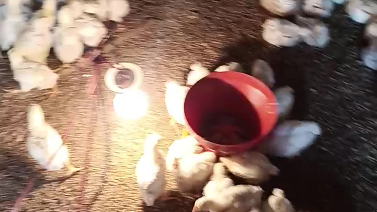 Domestic poultry farming drinking system