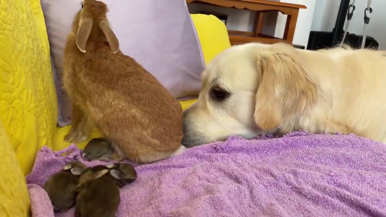 Golden Retriever and Baby Bunnies 8 days old [1 Bunny Open His Eyes]