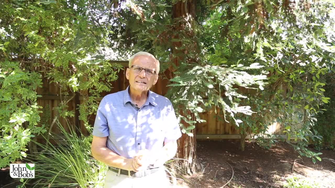 How To Protect Plants From Hot Weather (Redwoods)