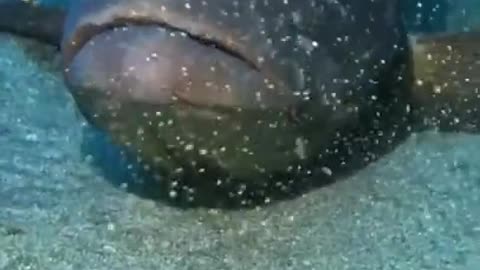 From Eye to Eye #shorts #viral #shortsvideo #video