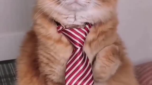 Cat and his new tie😎😂