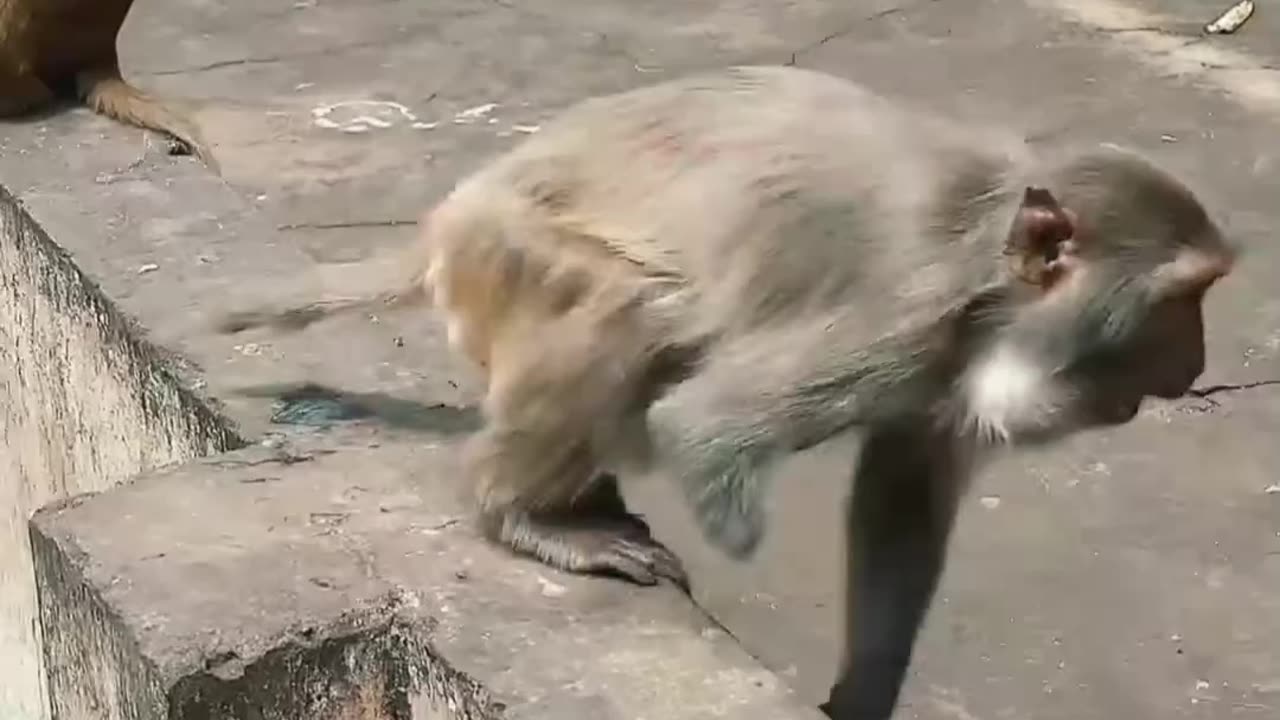 Funny monkey