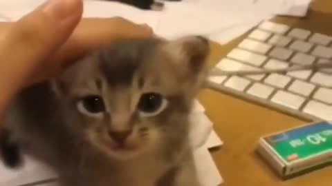 Cute cat