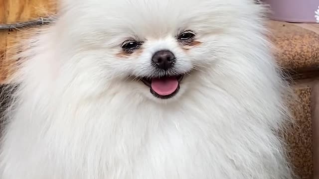 Cute Little Puppy ❤️