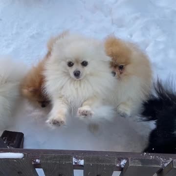 A lot of Cute puppies