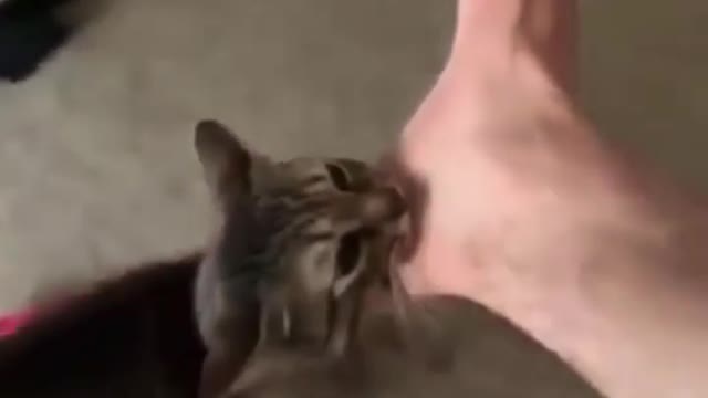 A cat taking its owner foot in a ride